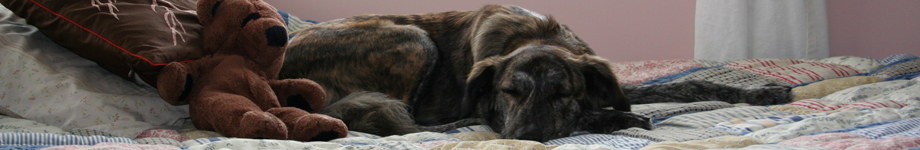 Princess Pekoe's Adventures! Rotating Header Image