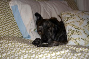 I LIKE AUNTIE ARI'S BED I LIKE AUNTIE ARI'S BED